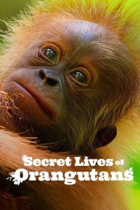 Secret Lives of Orangutans (2024) ชีวิตลับอุรังอุตัง ซับไทย